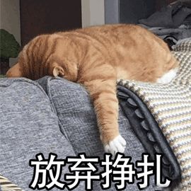 放弃,猫咪表情包,有料品牌.jpg